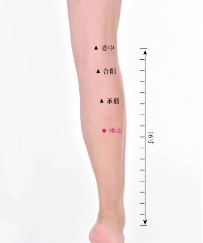 承山穴位置 承山穴位置