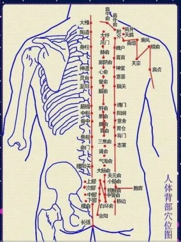 背部經絡圖 背部經絡圖