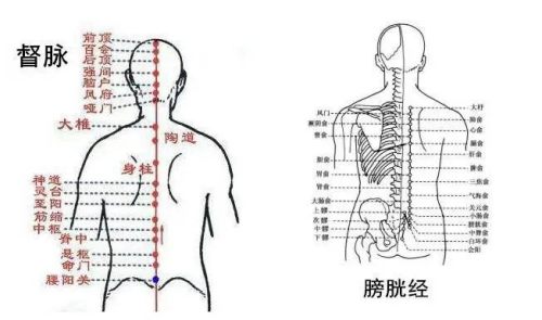 督脈和膀胱經經絡圖 督脈和膀胱經經絡圖