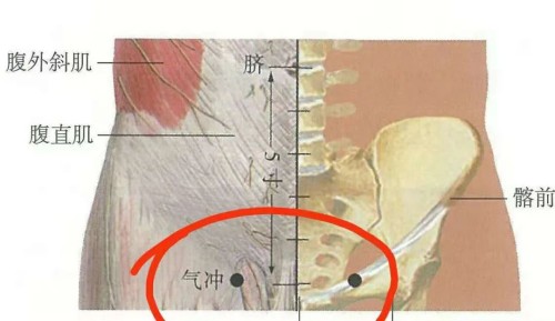 氣沖穴位置 氣沖穴位置