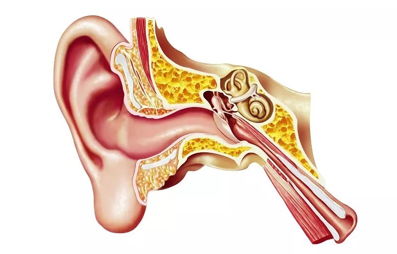 紅杏林解析耳朵內部結構 紅杏林解析耳朵內部結構