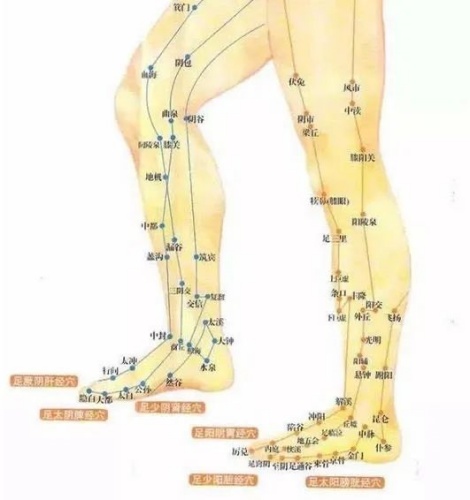 腿部上的經絡 腿部上的經絡