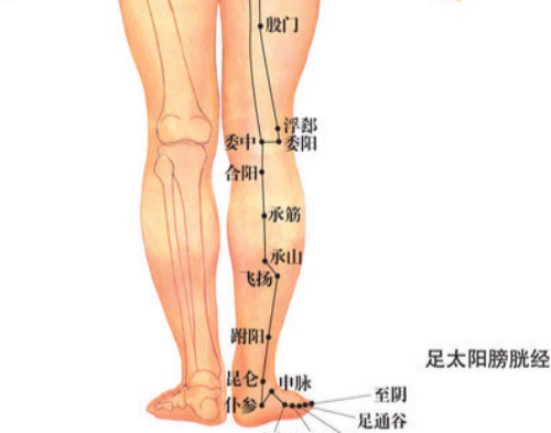 膀胱經絡 膀胱經絡