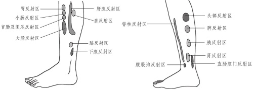 足部各反射區 足部各反射區