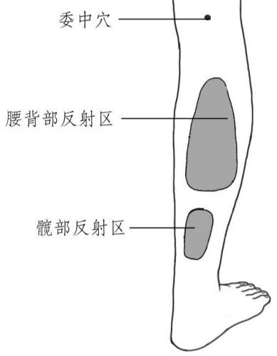 膀胱經上的反射區 膀胱經上的反射區