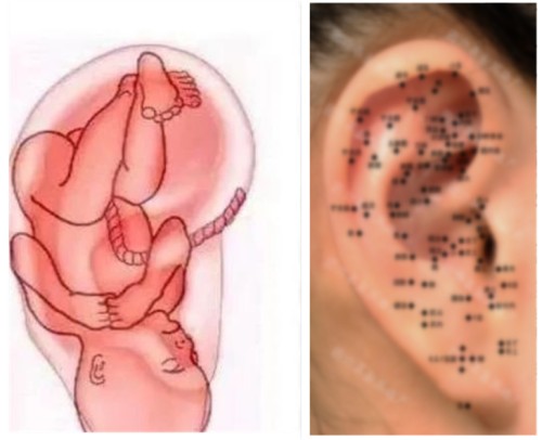 耳朵形狀 耳朵形狀