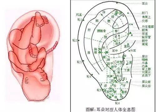 耳朵如倒放的嬰兒 耳朵如倒放的嬰兒