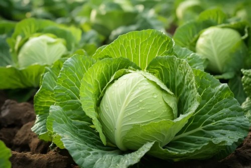 卷心菜 卷心菜
